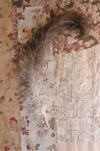 Beautiful Old Large Ostrich Feather - Ombre