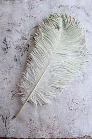 Antique Faded Pistachio Ostrich Feather (1)