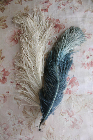 Old Millinery Ostrich Feathers