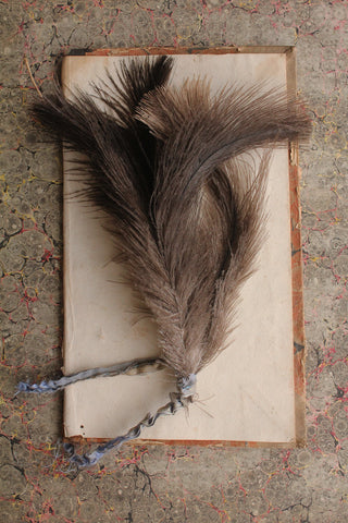 Gathering of Small Milliner's Ostrich Feathers