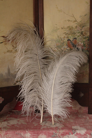 Very Tall Antique White Ostrich Feathers