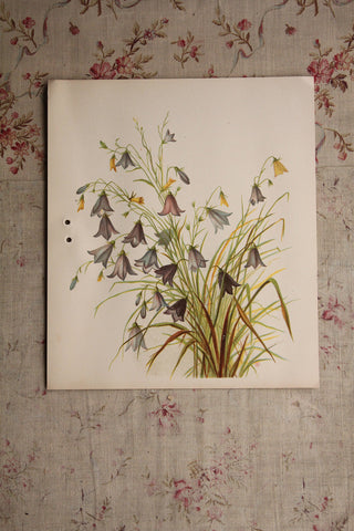 Reclaimed Floral Print - Harebell