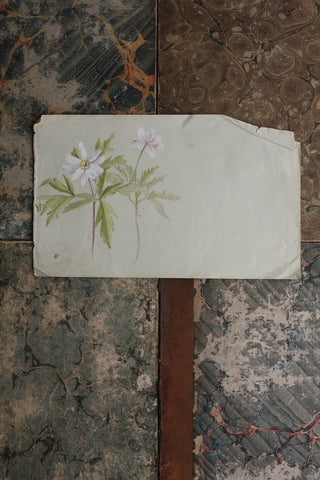 Old Floral Watercolour - Hellebores