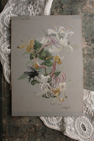 Exquisite Vintage Watercolour - Honeysuckle