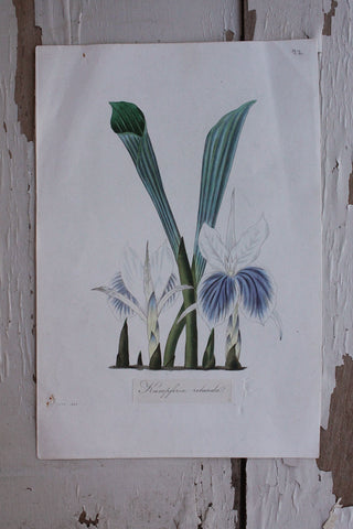 Hand Coloured Book Plate - Indian Crocus