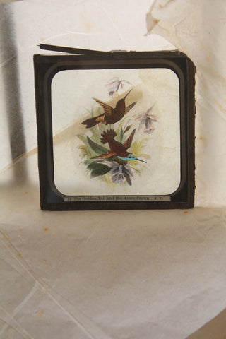 Magic Lantern  - The Golden Tail and Azure Crown