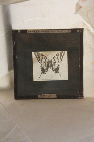 Magic Lantern  - Swallow Tail