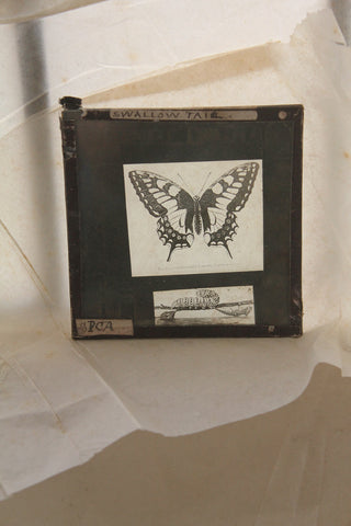 Magic Lantern  - Swallow Tail & Caterpillar