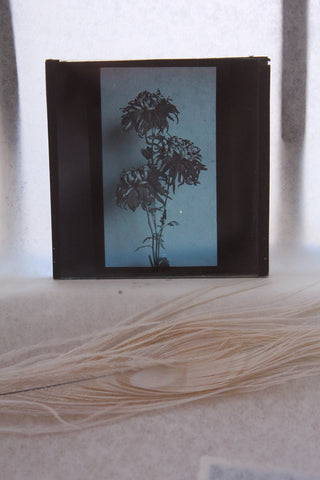 Rare Old Magic Lantern Slide - Chrysanthemum Blue & Mauve