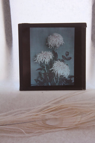 Rare Old Magic Lantern Slide - Chrysanthemum Blue & White