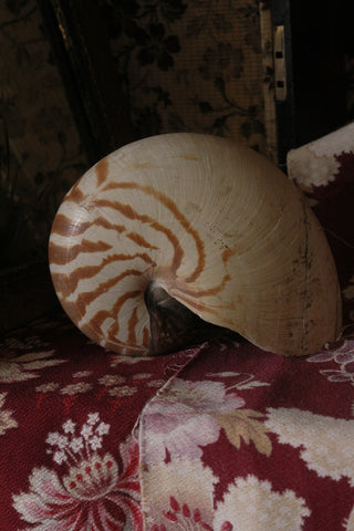 Perfectly Imperfect Large Nautilus Shell