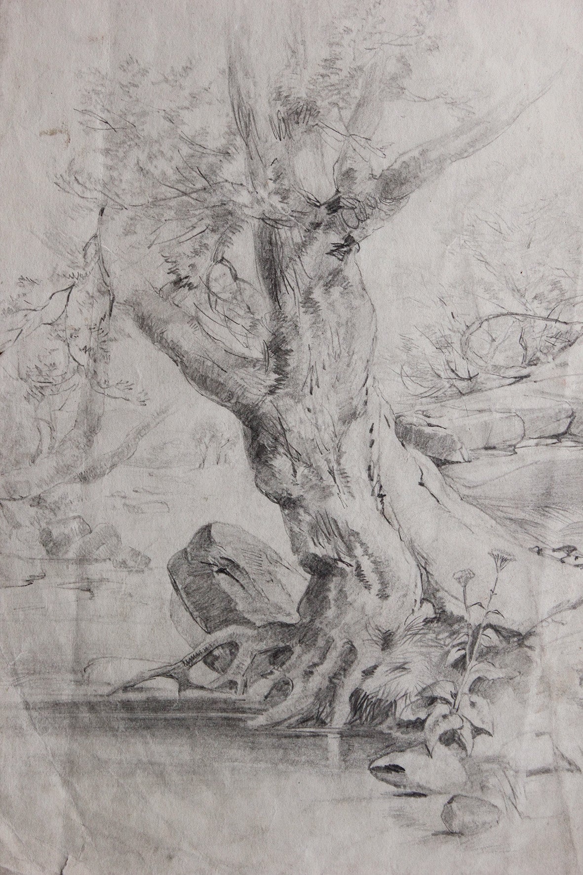 Perfectly Imperfect Old Pencil Study of An Old Old Tree