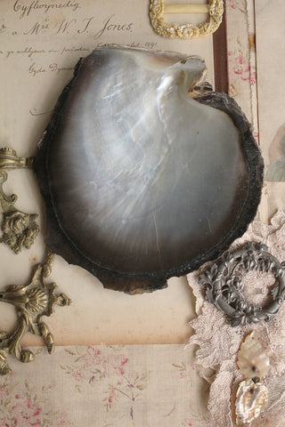 Exquisite Oyster Shell