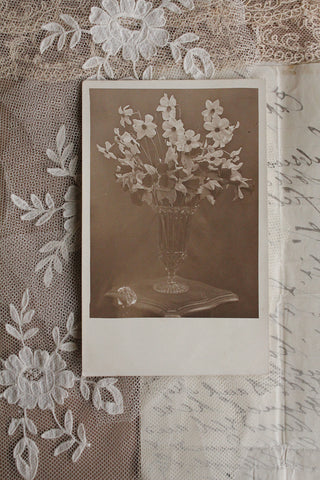 Old Collectable Postcard - Narcissus & Sunlight