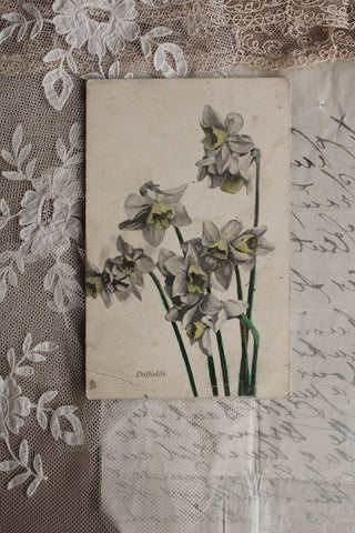 Old Postcard - Faded Daffodils