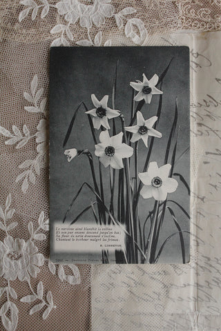 Old French Postcard - Le Narcisse
