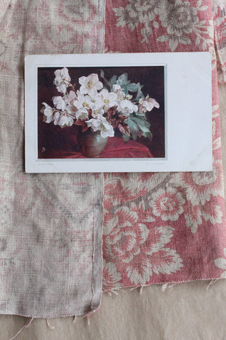 Old Collectable Postcard - Anemones