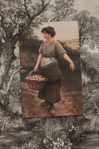 Collectable Postcard -  Apple Collecting