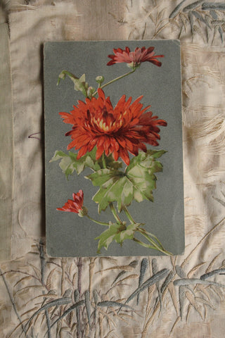 Old Collectable Postcard  - Chrysanthemum