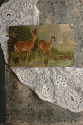 Old Collectable Postcard - Deer