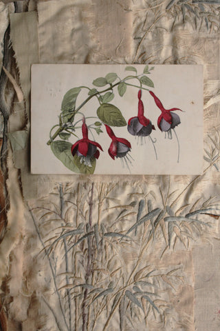 Old Collectable Postcard  - Fuchsias