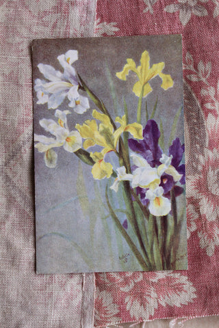 Old Collectable Postcard - Iris