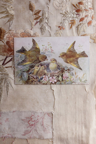 Old Collectable Postcard - Nesting
