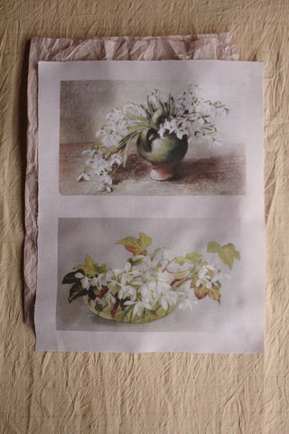 Foundations - Old Floral Postcards - Snowdrops