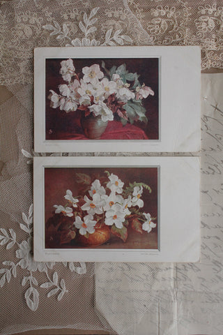 Old Collectable Postcards - Narcissus & Anemones