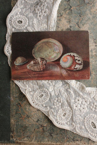 Old Collectable Postcard - Shells