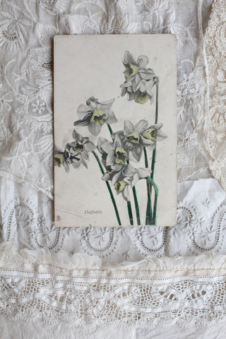 Old Postcard - Faded Daffodils