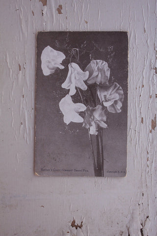 Old Collectable Postcard - Sweet Peas