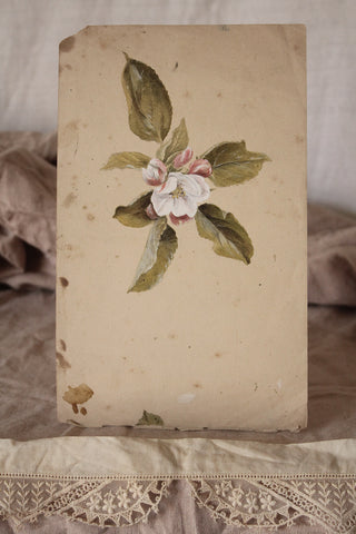 Edwardian Botanical Painting - Rose