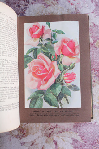 Old Letterpressed Book - Roses