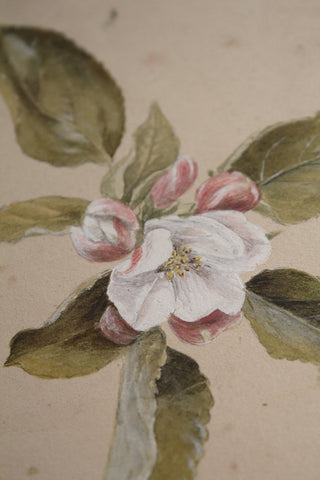 Edwardian Botanical Painting - Rose