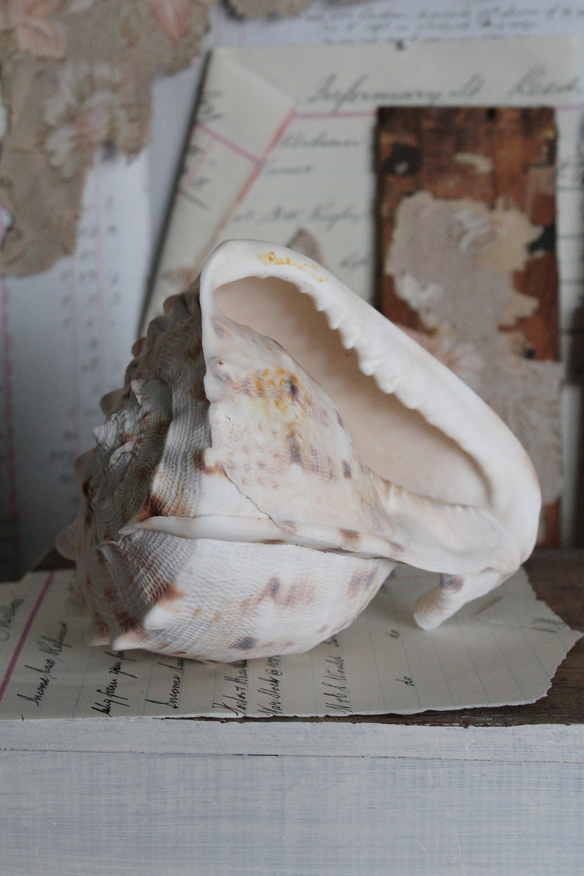 Precious large old still life sea shell - (number one)