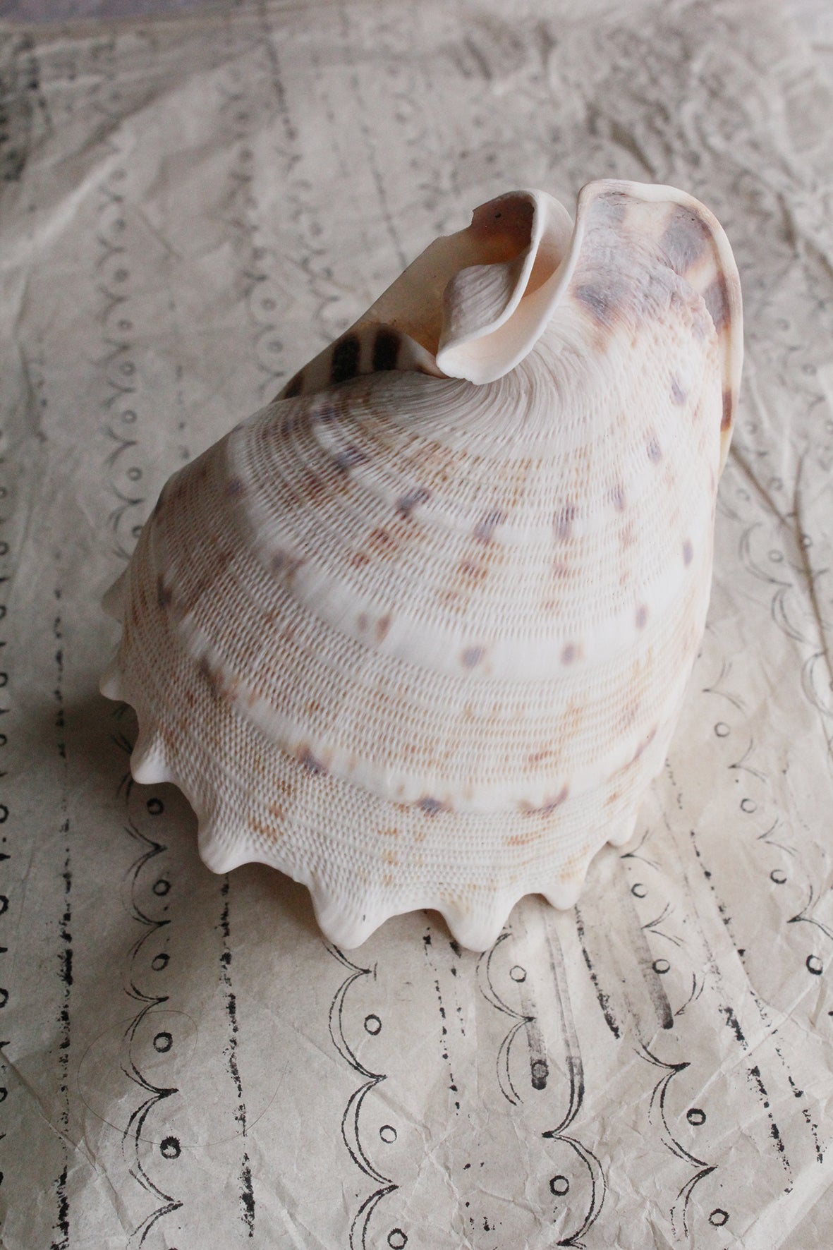 Precious large old still life sea shell - (number one)
