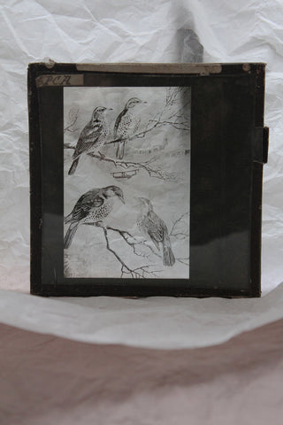 Magic Lantern  - Birds & Branches