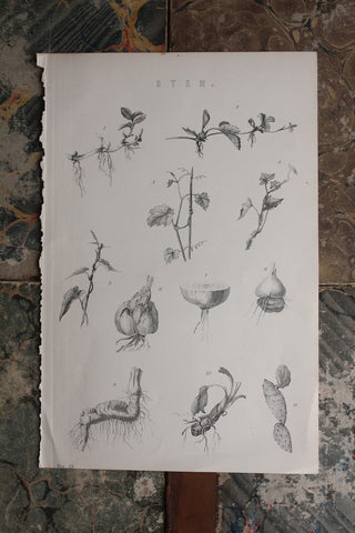 Old Reclaimed Book Plate  - Stem