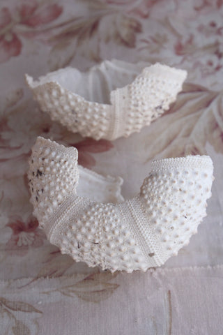 Broken White Urchin