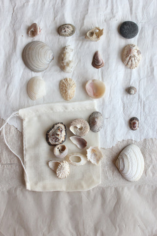 Attic Finds - The Tiniest of Shells
