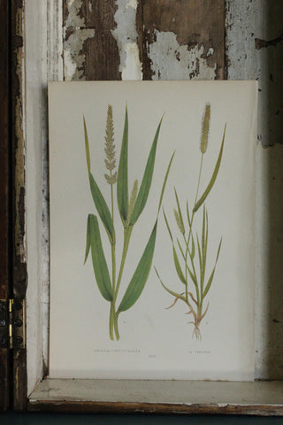 Antique Grasses Print (D)