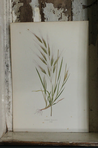 Antique Grasses Print (B)