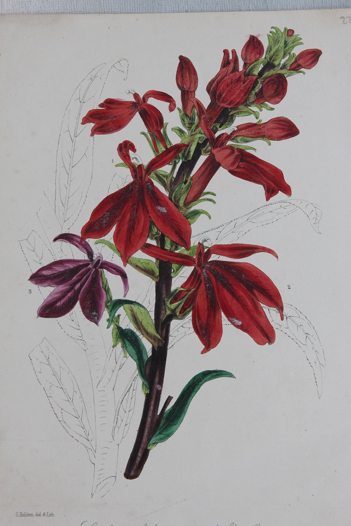 Old Botanical Hand Painted Print - Lobelia