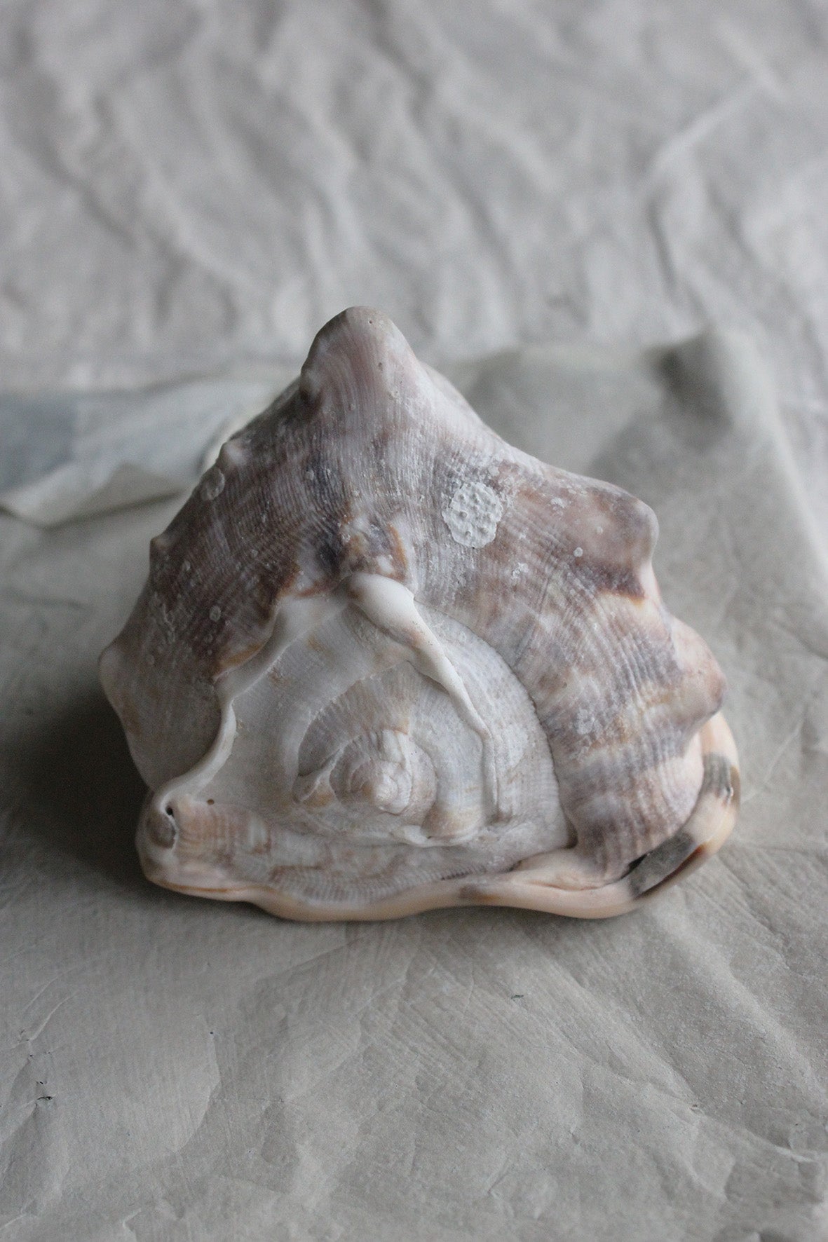 Precious large old still life sea shell - (number two)