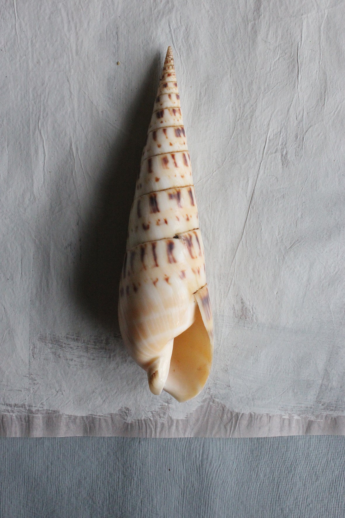 Precious old still life sea shell - one