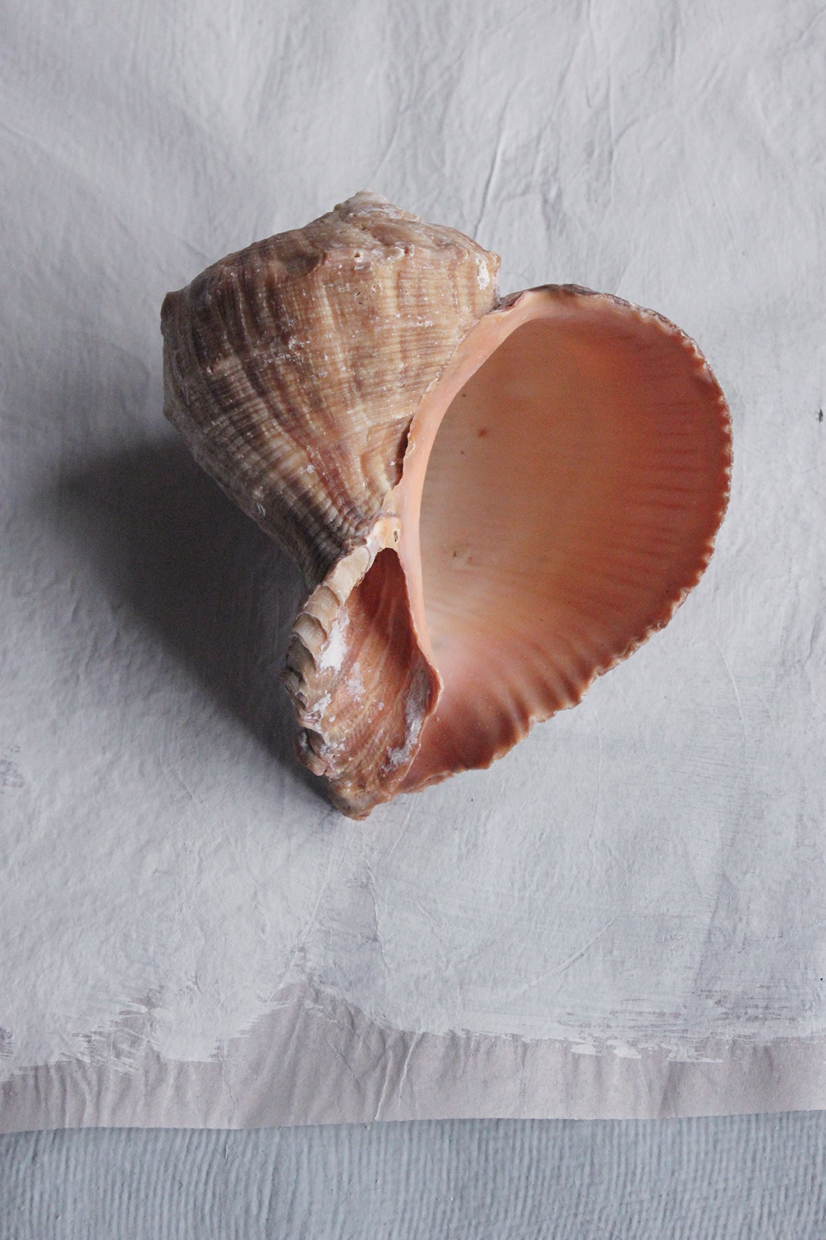 Precious old still life sea shell - two