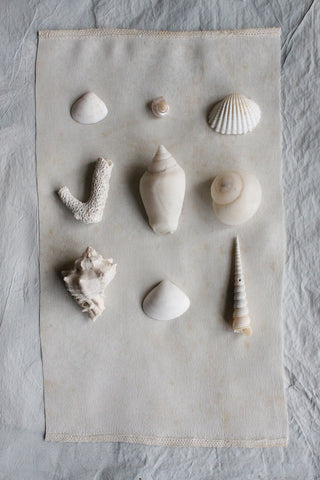 Precious old still life small sea shells - collection E
