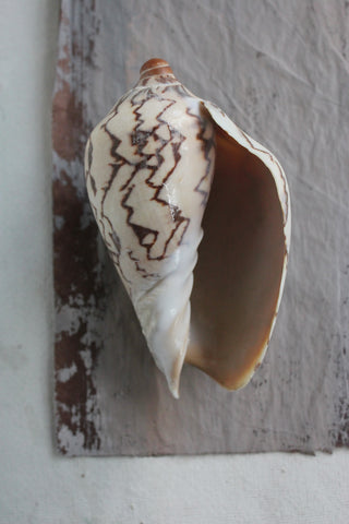 Vintage still life sea shell (D)