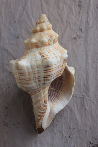 Large Vintage still life sea shell (A)